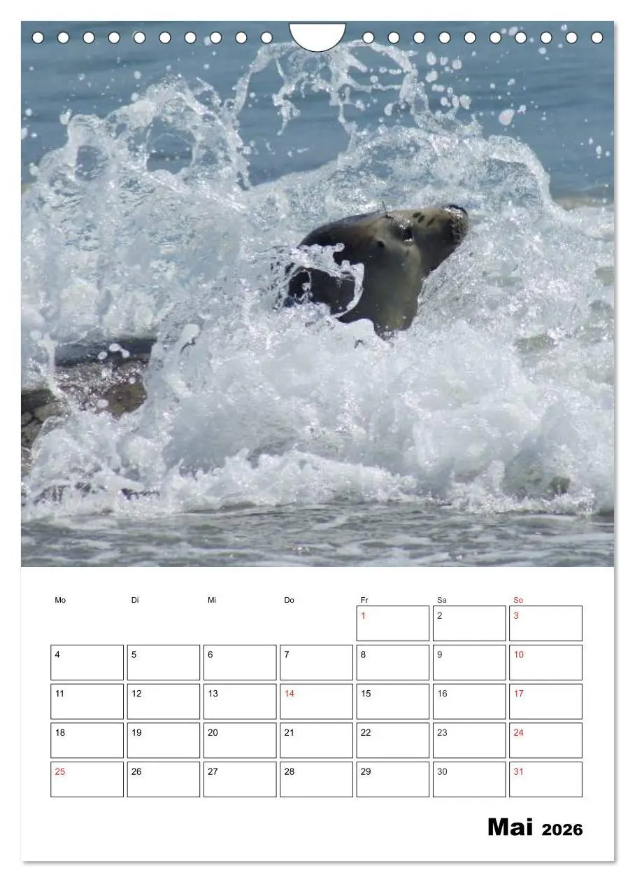 Bild: 9783516427158 | Liebenswerte Robben (Wandkalender 2026 DIN A4 hoch), CALVENDO...