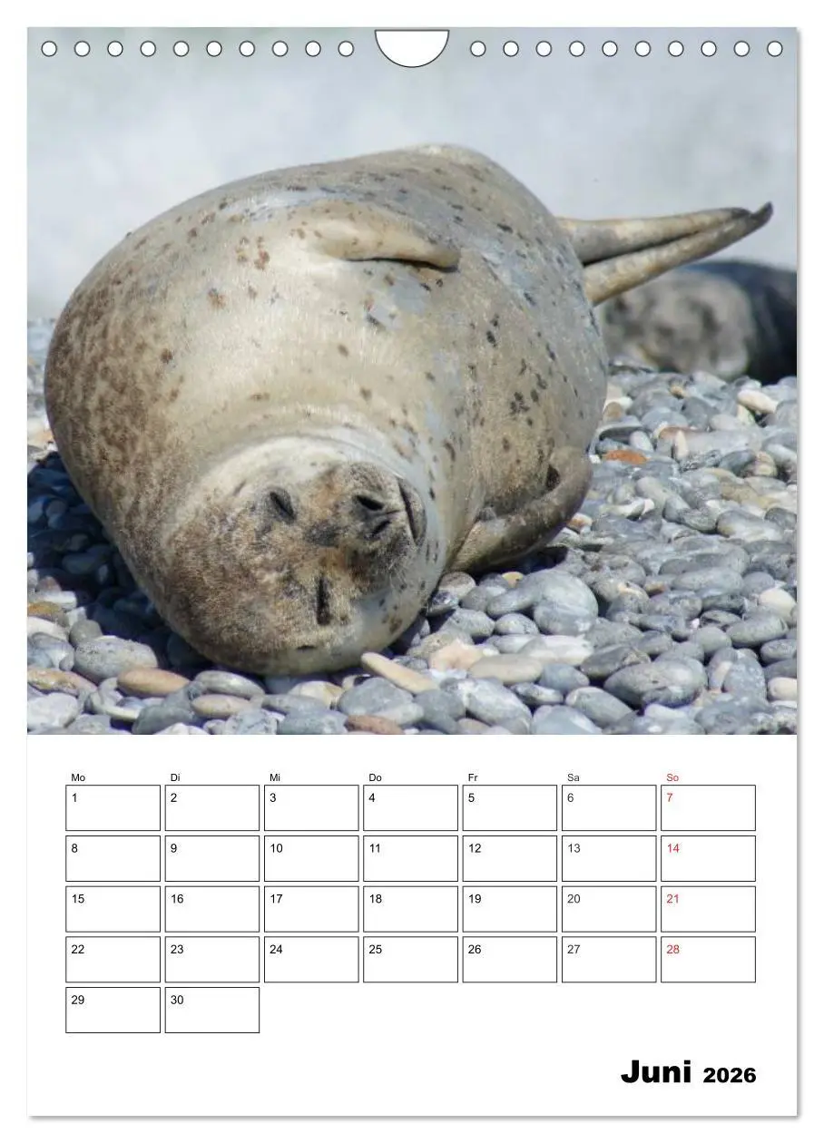 Bild: 9783516427158 | Liebenswerte Robben (Wandkalender 2026 DIN A4 hoch), CALVENDO...