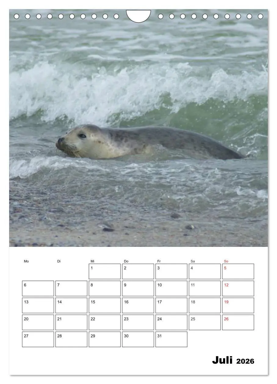 Bild: 9783516427158 | Liebenswerte Robben (Wandkalender 2026 DIN A4 hoch), CALVENDO...