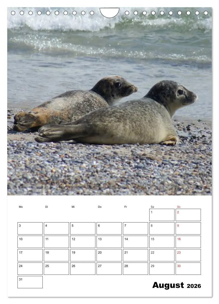Bild: 9783516427158 | Liebenswerte Robben (Wandkalender 2026 DIN A4 hoch), CALVENDO...