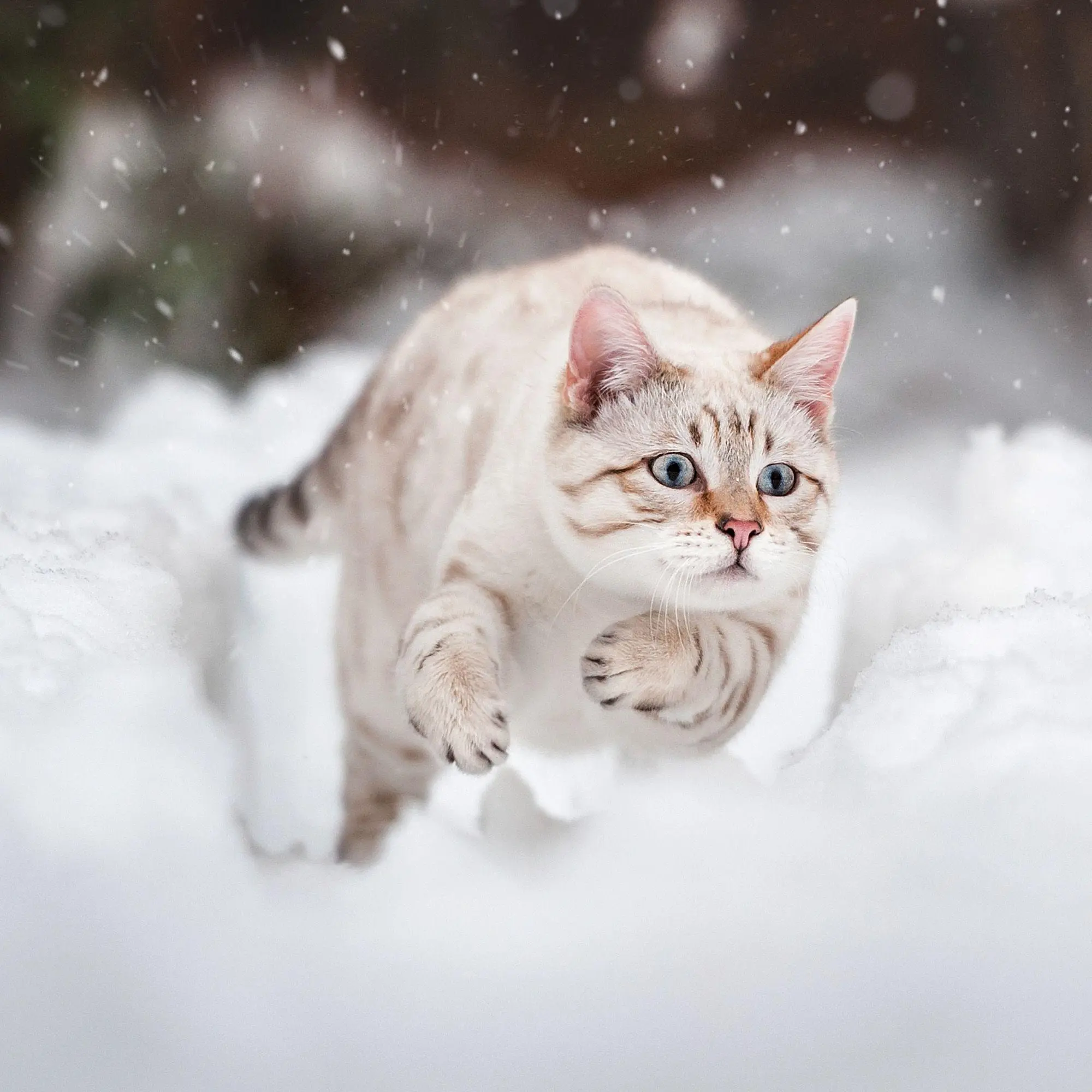 Bild: 9783959297158 | Katzen / Cats 2027 | Kalender 2027 | Kalender | Artwork Edition | 2027