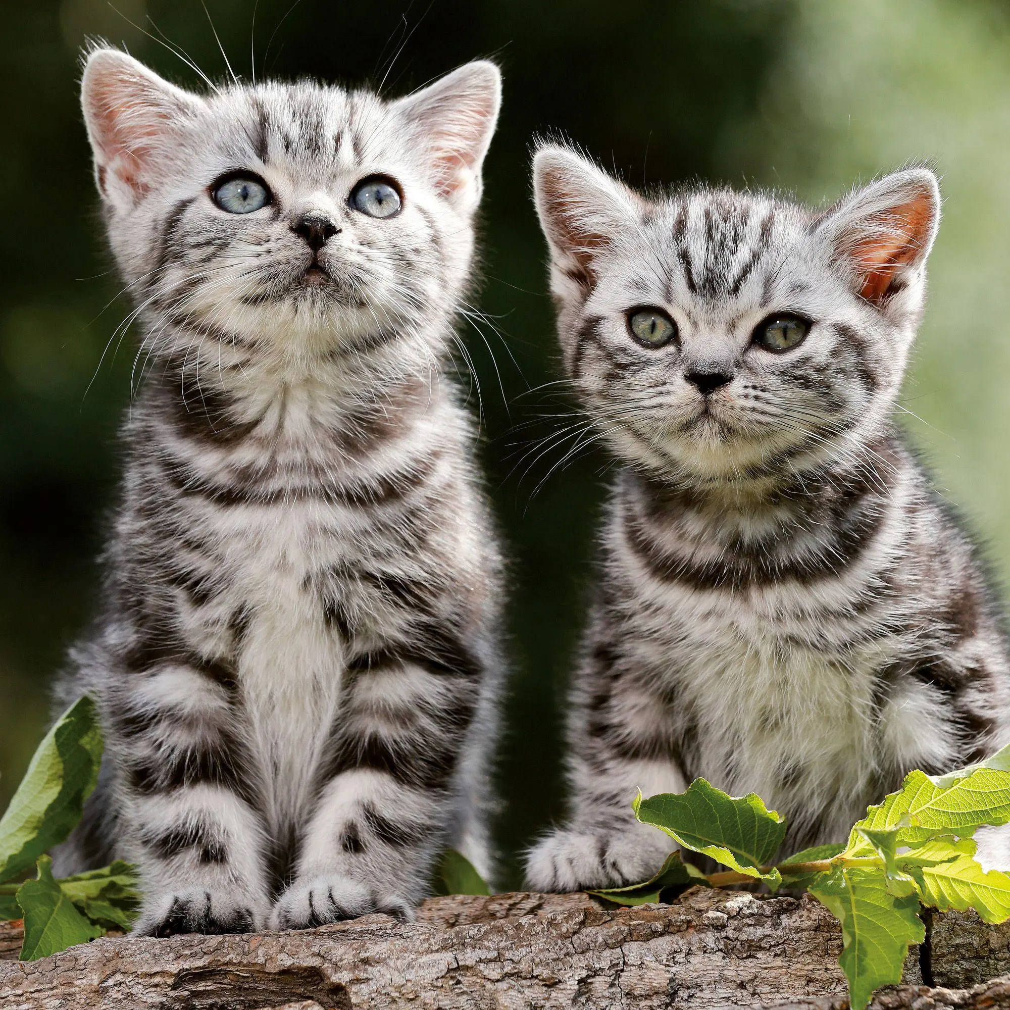 Bild: 9783959297158 | Katzen / Cats 2027 | Kalender 2027 | Kalender | Artwork Edition | 2027