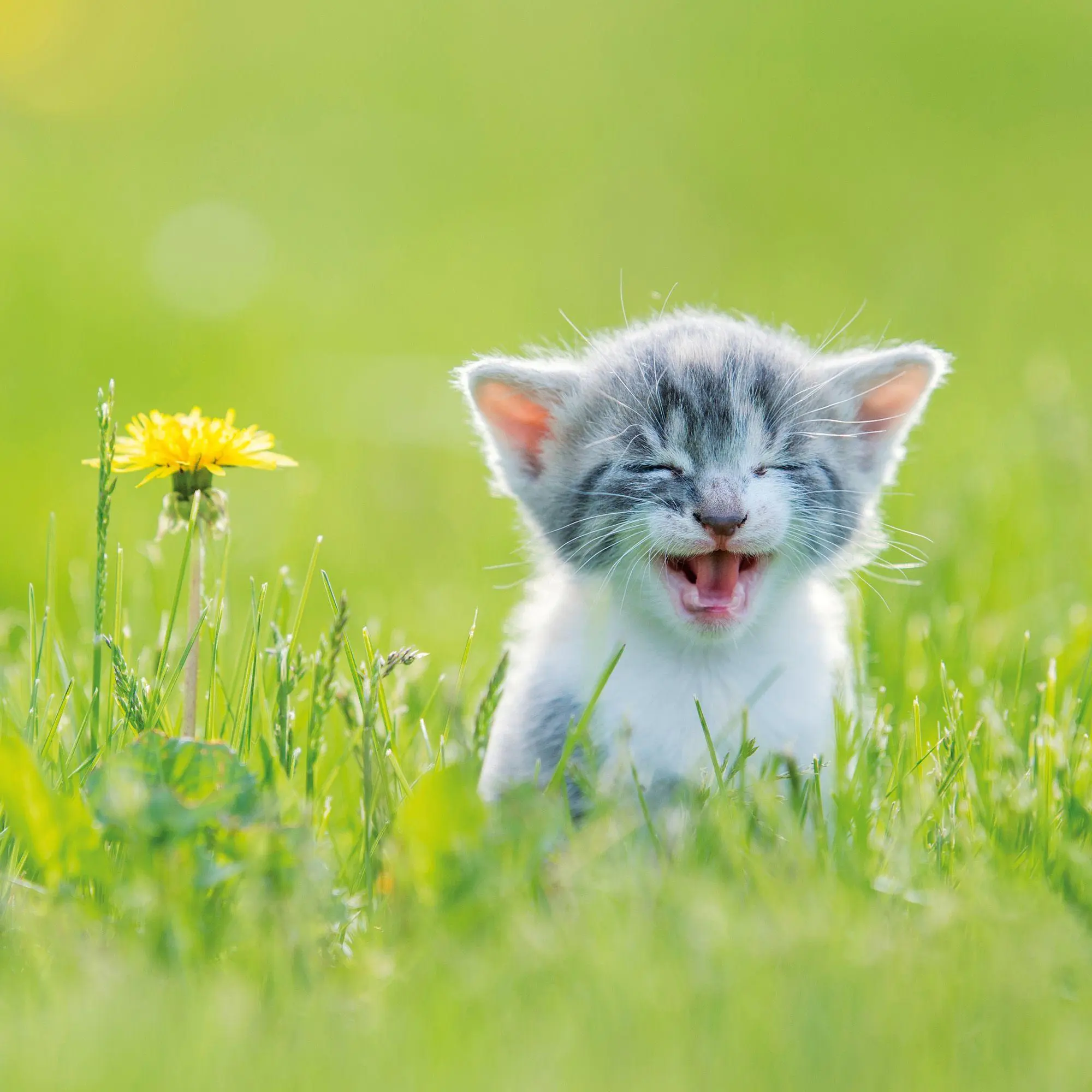 Bild: 9783959297158 | Katzen / Cats 2027 | Kalender 2027 | Kalender | Artwork Edition | 2027