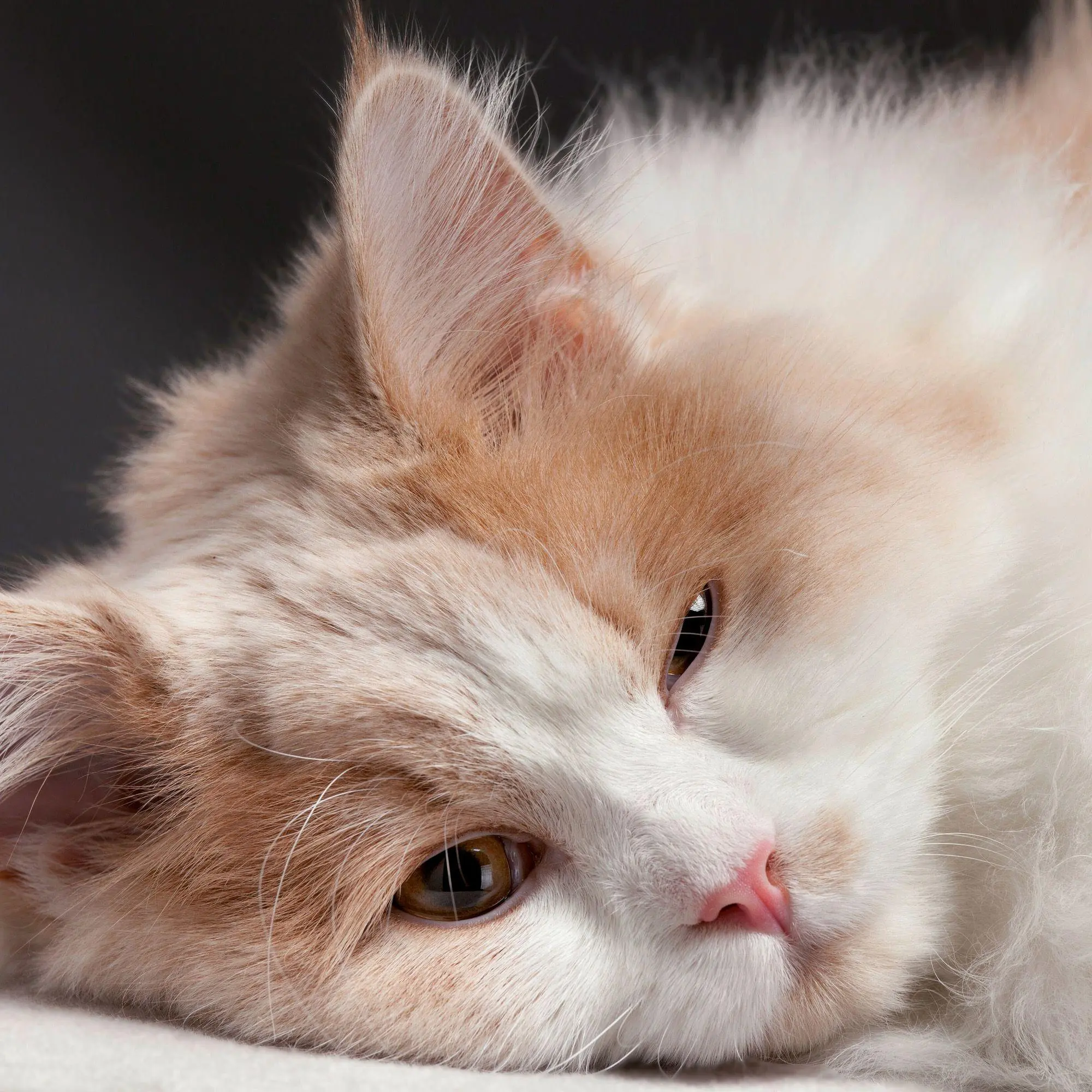 Bild: 9783959297158 | Katzen / Cats 2027 | Kalender 2027 | Kalender | Artwork Edition | 2027