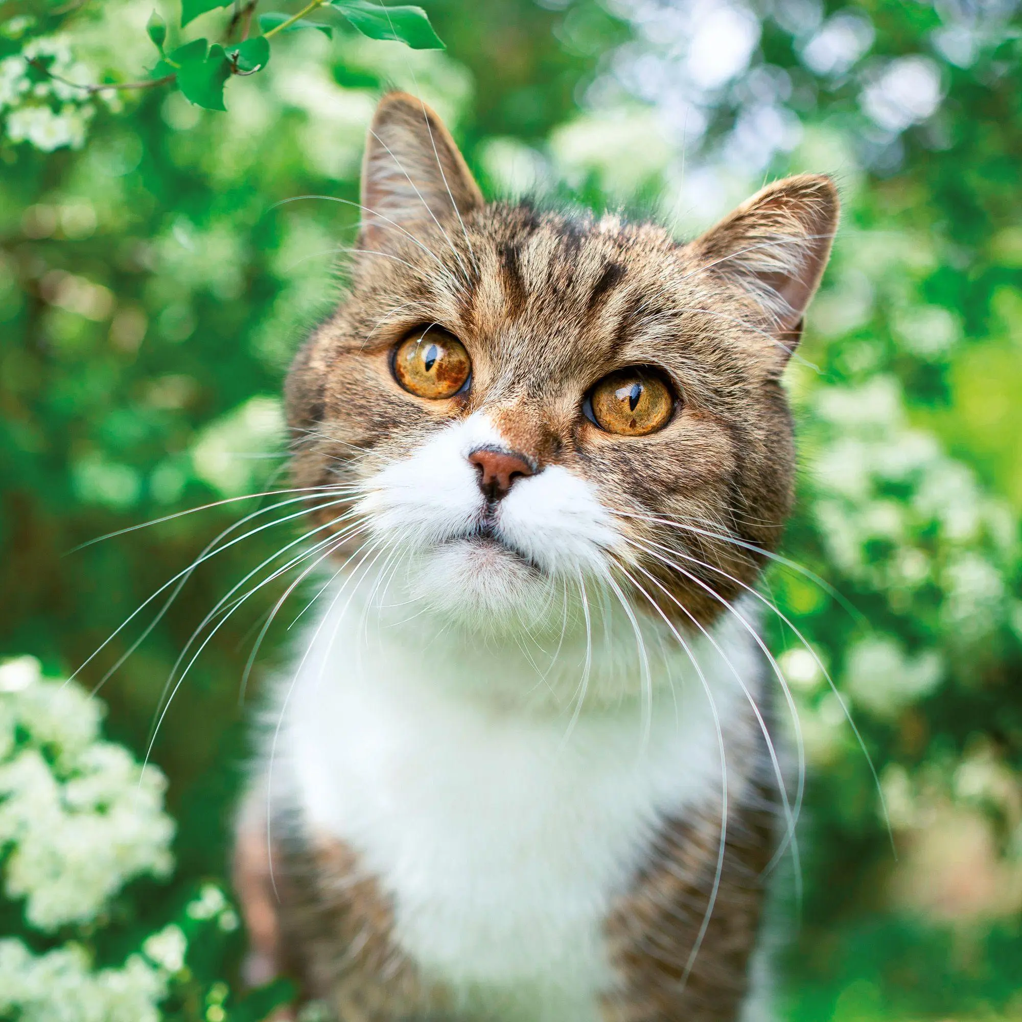 Bild: 9783959297158 | Katzen / Cats 2027 | Kalender 2027 | Kalender | Artwork Edition | 2027