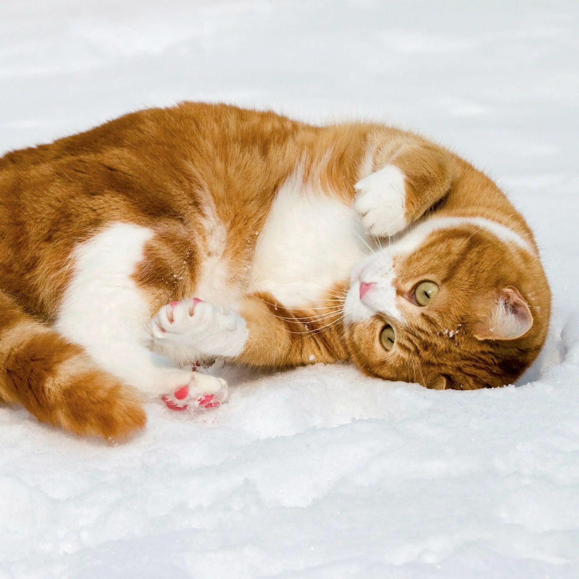 Bild: 9783959297158 | Katzen / Cats 2027 | Kalender 2027 | Kalender | Artwork Edition | 2027