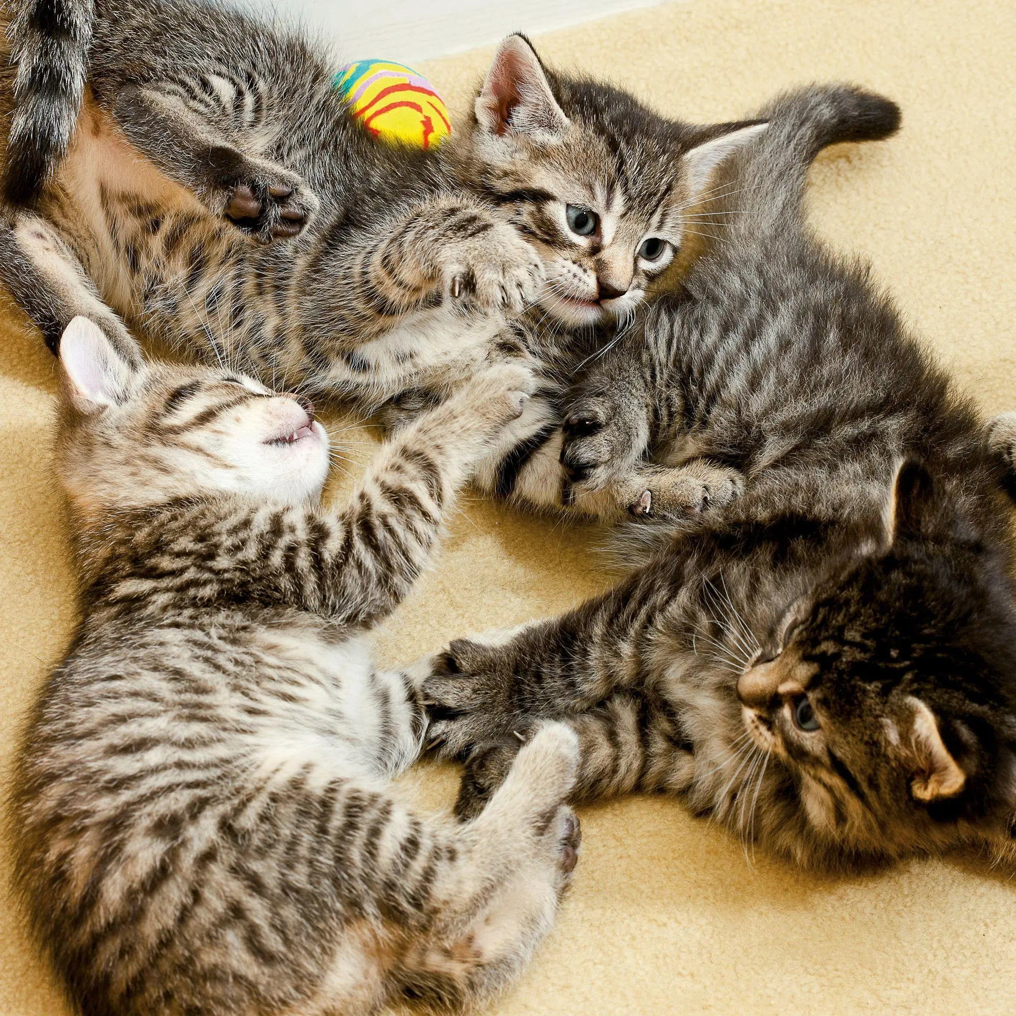 Bild: 9783959297158 | Katzen / Cats 2027 | Kalender 2027 | Kalender | Artwork Edition | 2027