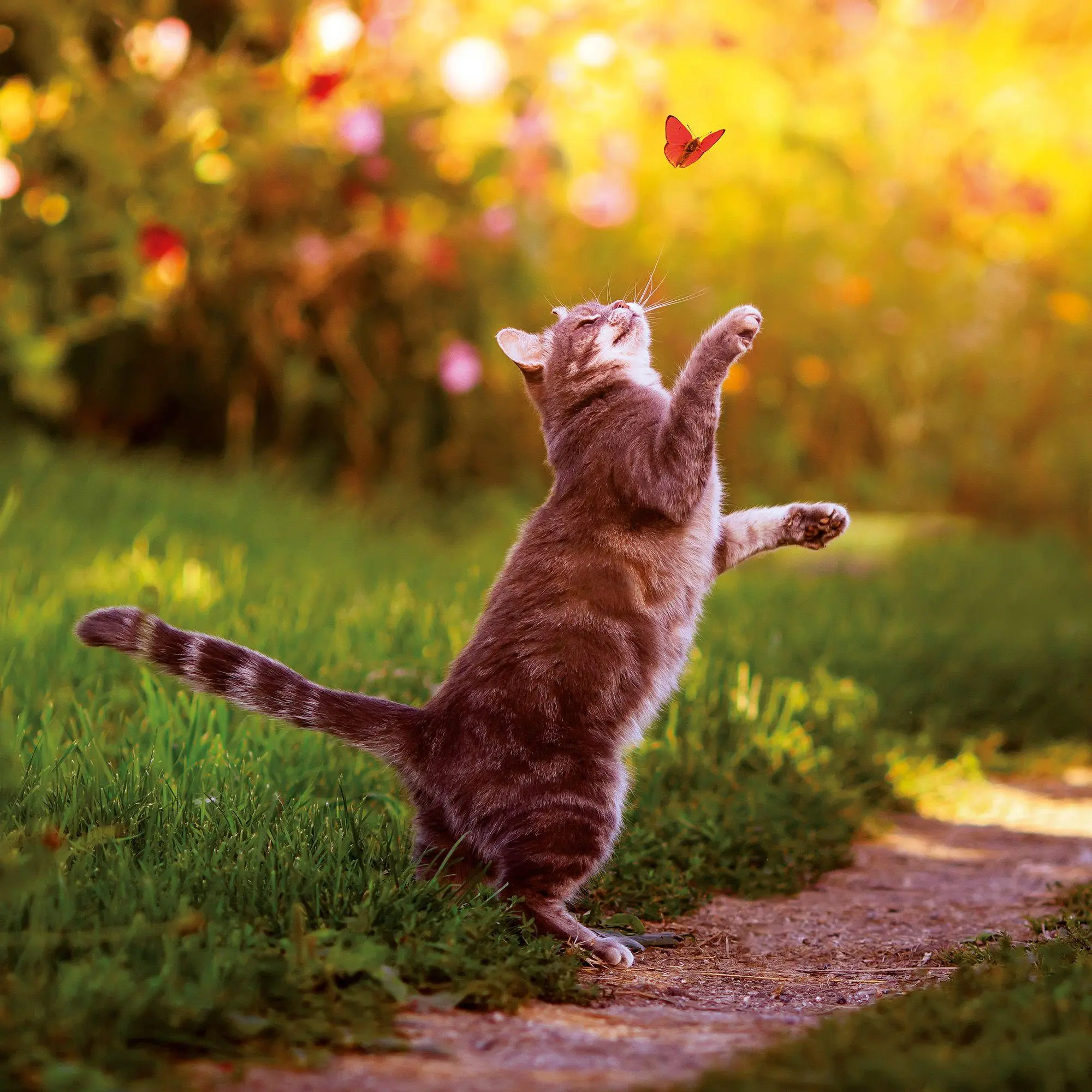 Bild: 9783959297158 | Katzen / Cats 2027 | Kalender 2027 | Kalender | Artwork Edition | 2027