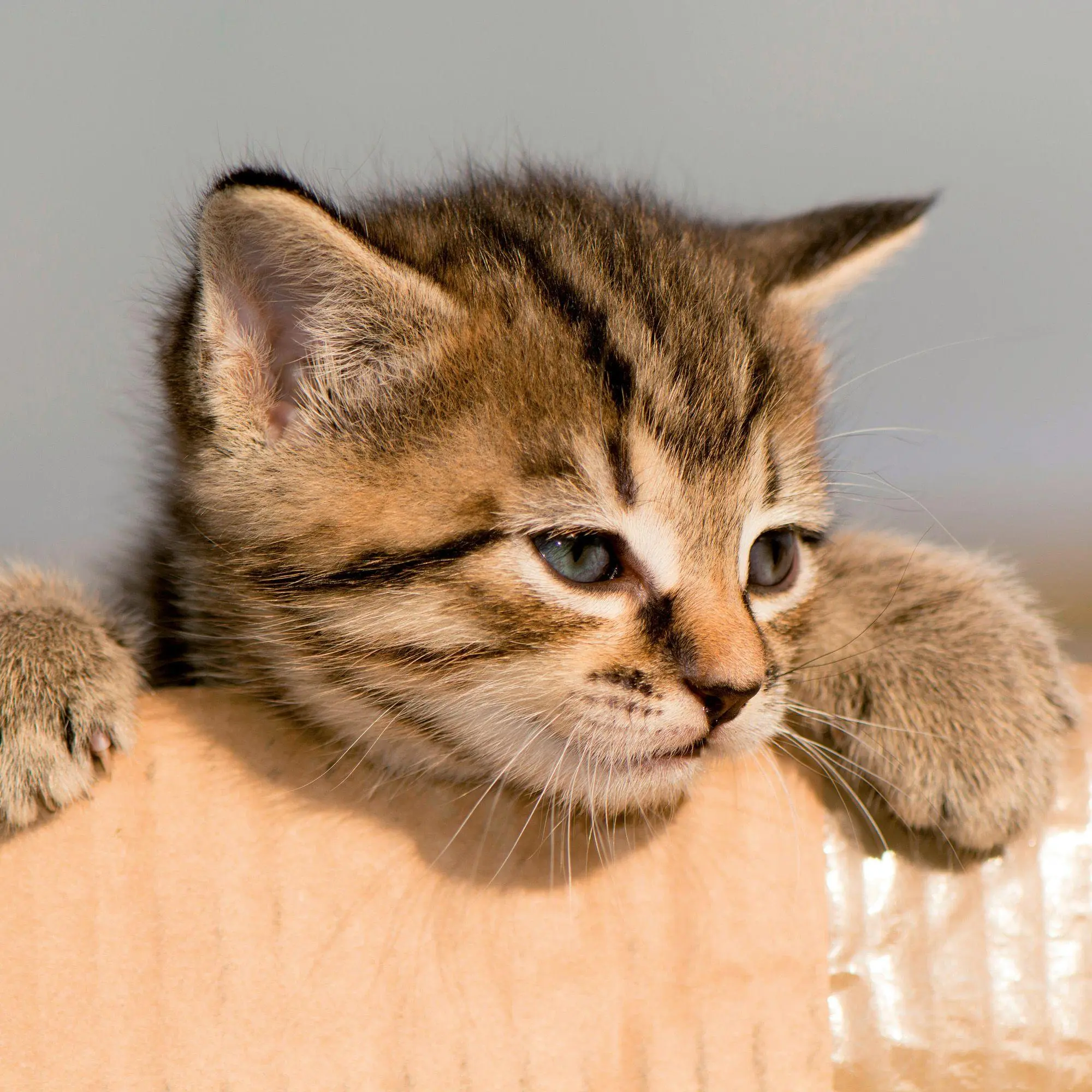 Bild: 9783959297158 | Katzen / Cats 2027 | Kalender 2027 | Kalender | Artwork Edition | 2027