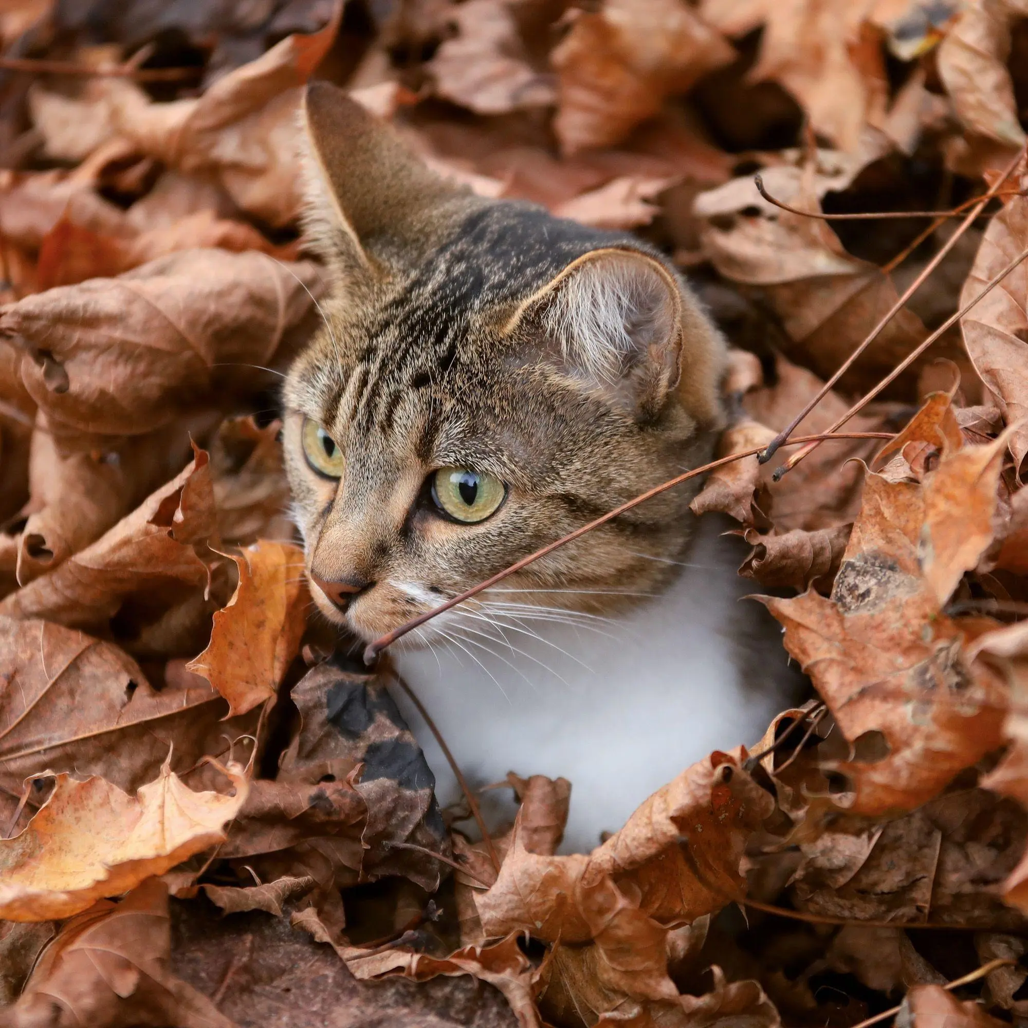 Bild: 9783959297158 | Katzen / Cats 2027 | Kalender 2027 | Kalender | Artwork Edition | 2027