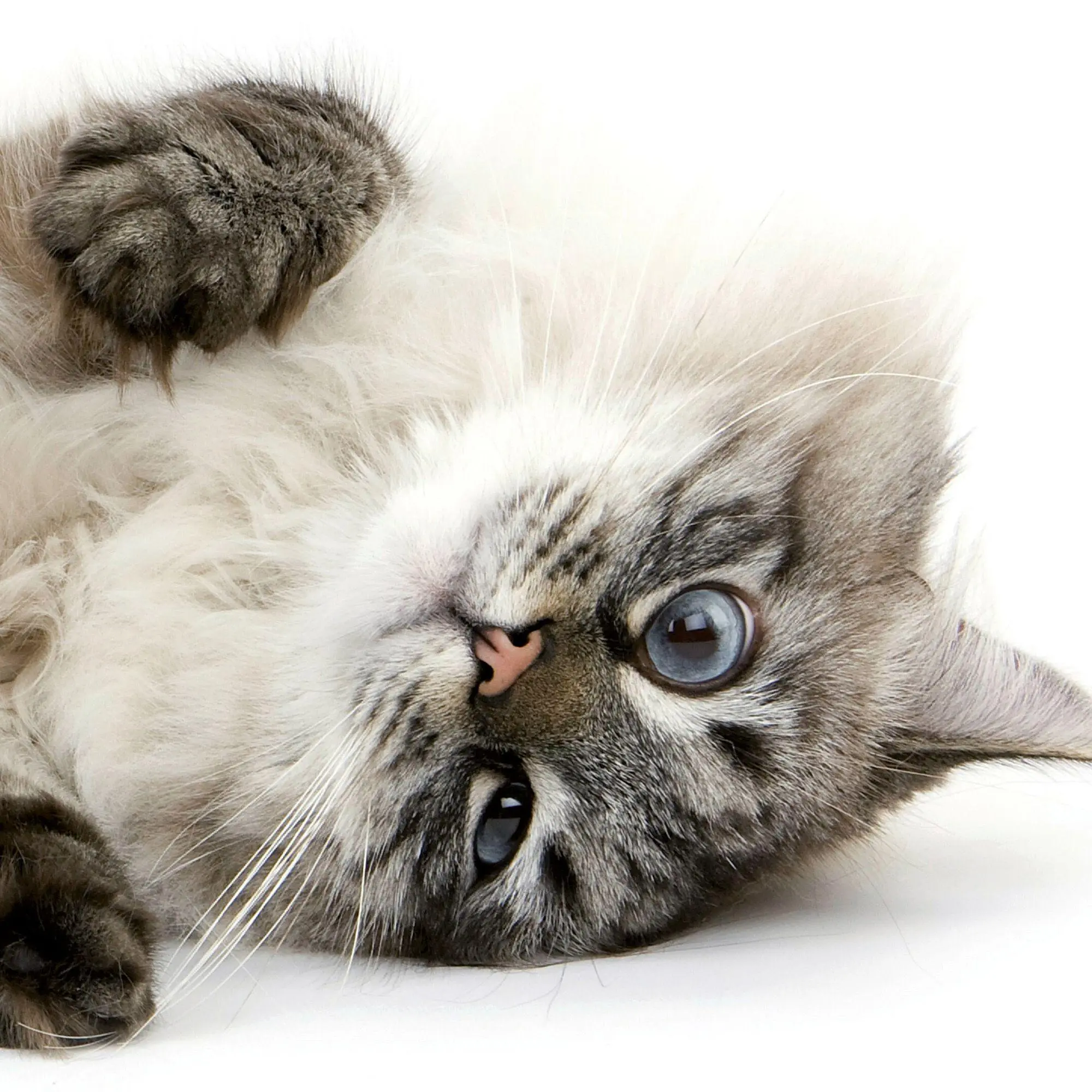 Bild: 9783959297158 | Katzen / Cats 2027 | Kalender 2027 | Kalender | Artwork Edition | 2027