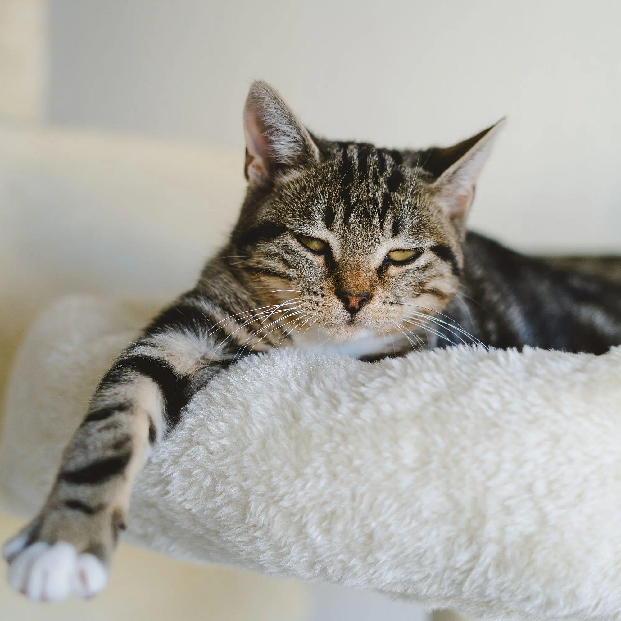 Bild: 9783959297158 | Katzen / Cats 2027 | Kalender 2027 | Kalender | Artwork Edition | 2027