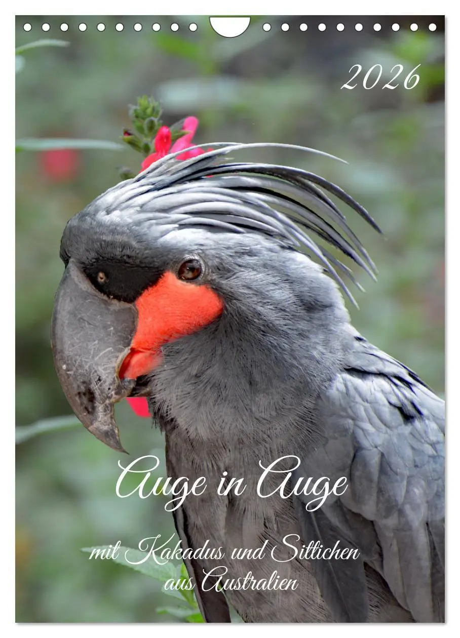 Cover: 9783516347258 | Auge in Auge mit Kakadus und Sittichen aus Australien (Wandkalender...