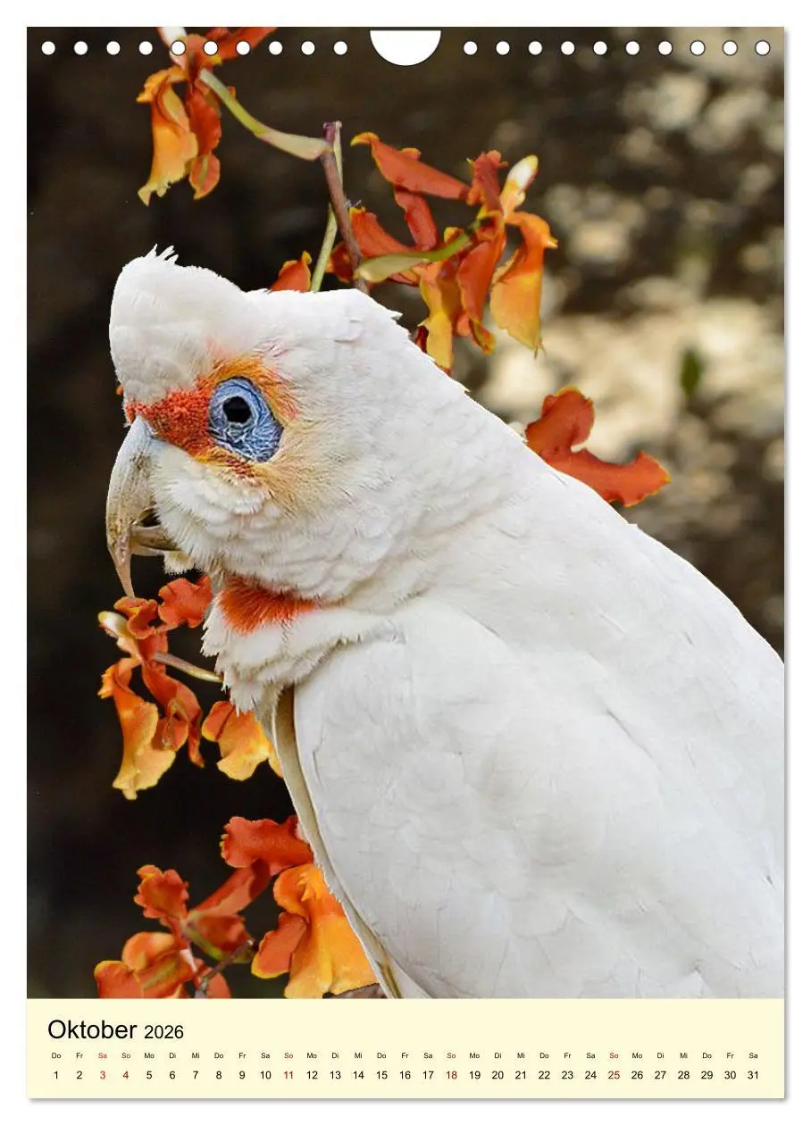 Bild: 9783516347258 | Auge in Auge mit Kakadus und Sittichen aus Australien (Wandkalender...