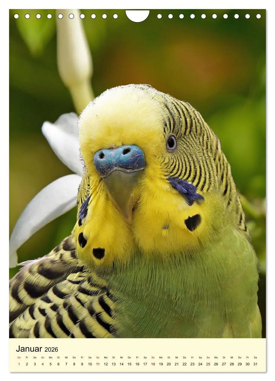Bild: 9783516347258 | Auge in Auge mit Kakadus und Sittichen aus Australien (Wandkalender...
