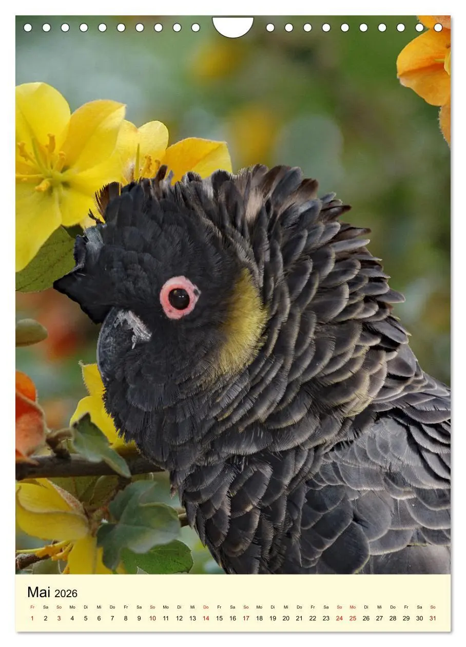 Bild: 9783516347258 | Auge in Auge mit Kakadus und Sittichen aus Australien (Wandkalender...