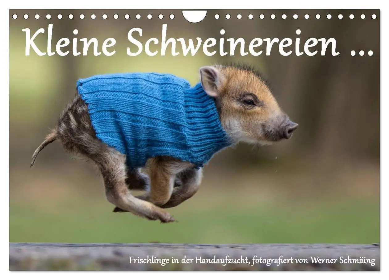Cover: 9783435537358 | Kleine Schweinereien (Wandkalender 2025 DIN A4 quer), CALVENDO...