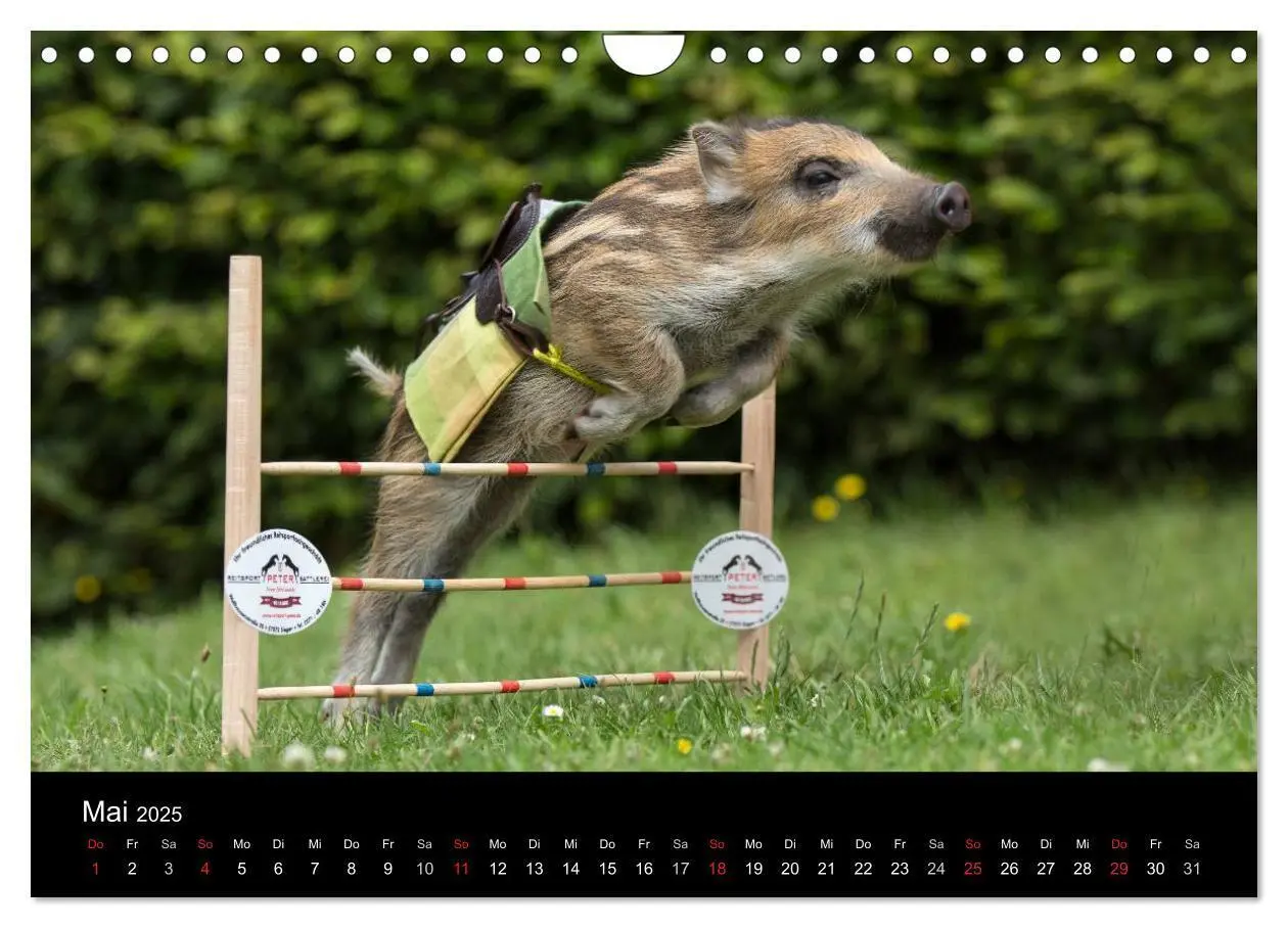 Bild: 9783435537358 | Kleine Schweinereien (Wandkalender 2025 DIN A4 quer), CALVENDO...