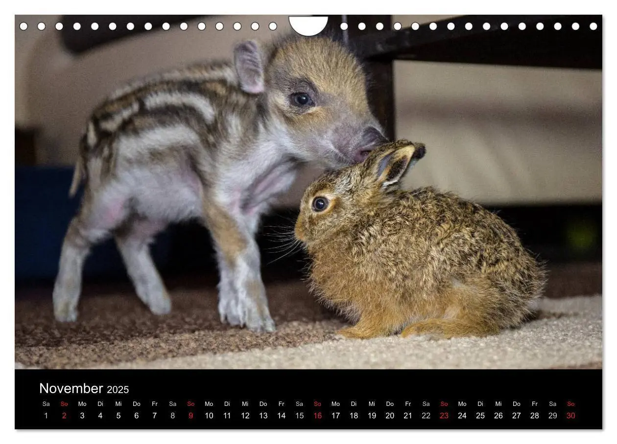Bild: 9783435537358 | Kleine Schweinereien (Wandkalender 2025 DIN A4 quer), CALVENDO...