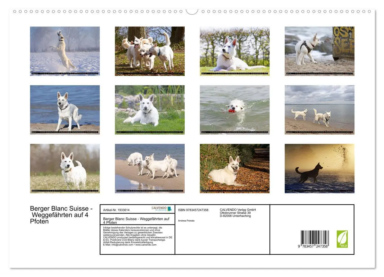 Bild: 9783457247358 | Berger Blanc Suisse - Weggefährten auf 4 Pfoten (hochwertiger...