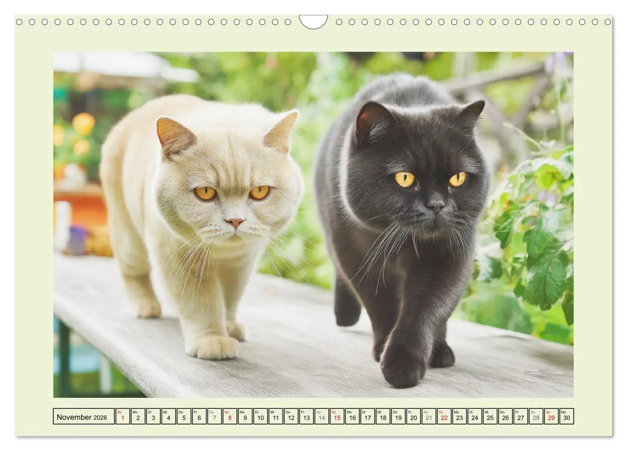 Bild: 9783516027358 | British Shorthair. Sanfte Würde und Katzenglück im Grünen...