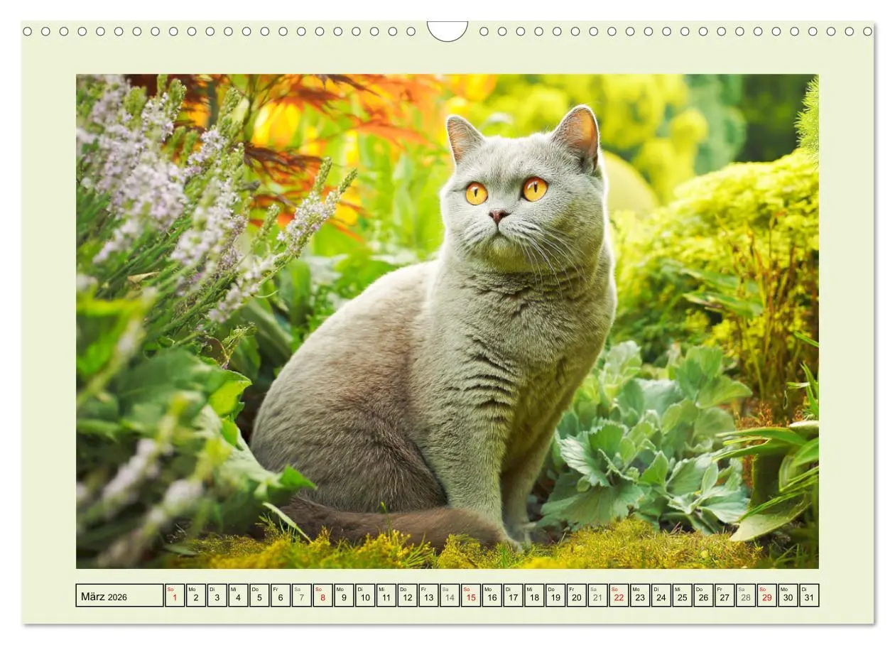 Bild: 9783516027358 | British Shorthair. Sanfte Würde und Katzenglück im Grünen...