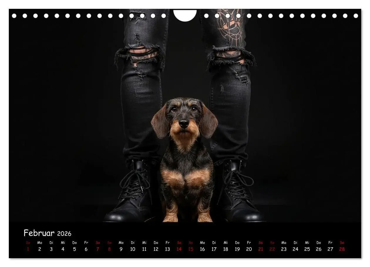Bild: 9783516717358 | Coole Typen - Rauhaardackel (Wandkalender 2026 DIN A4 quer),...