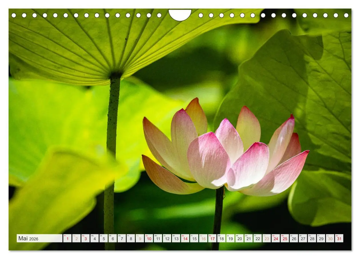 Bild: 9783457547458 | Trauminseln der Welt - Mauritius (Wandkalender 2026 DIN A4 quer),...