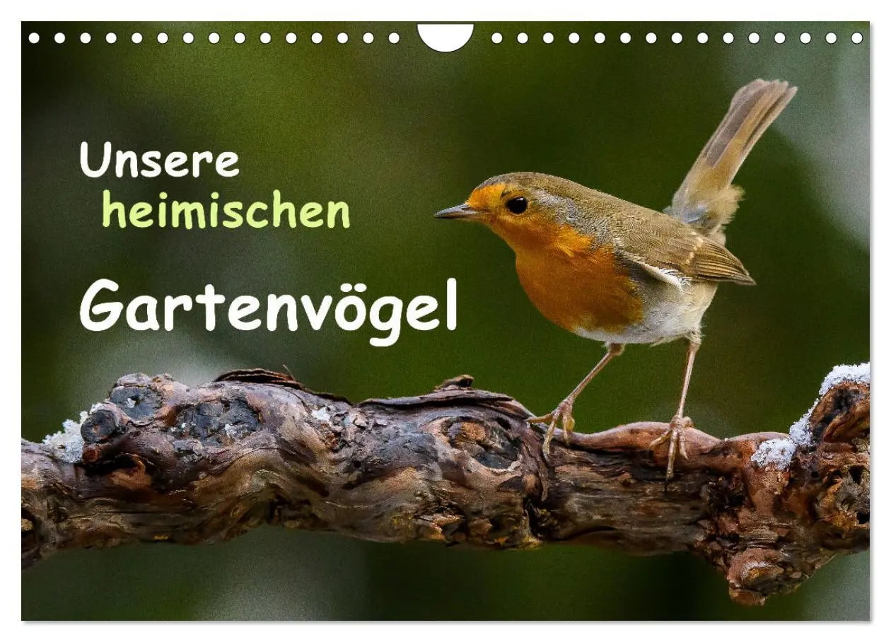 Cover: 9783516007558 | Unsere heimischen Gartenvögel (Wandkalender 2026 DIN A4 quer),...
