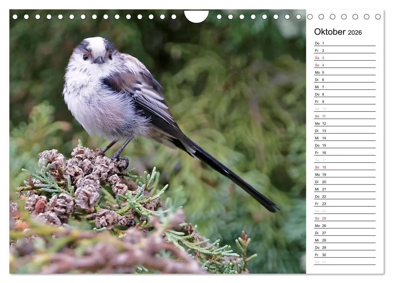 Bild: 9783516007558 | Unsere heimischen Gartenvögel (Wandkalender 2026 DIN A4 quer),...