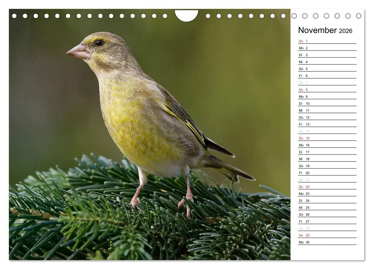 Bild: 9783516007558 | Unsere heimischen Gartenvögel (Wandkalender 2026 DIN A4 quer),...