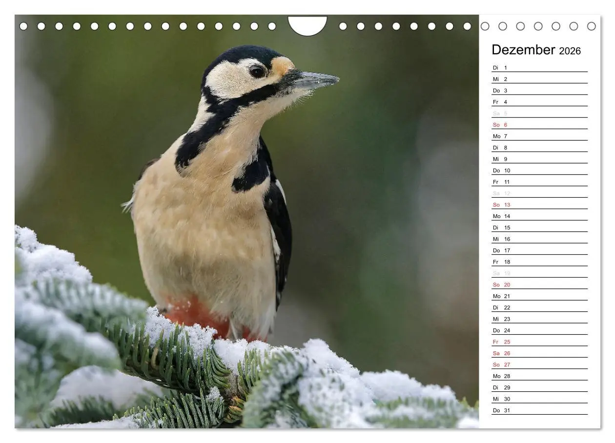 Bild: 9783516007558 | Unsere heimischen Gartenvögel (Wandkalender 2026 DIN A4 quer),...