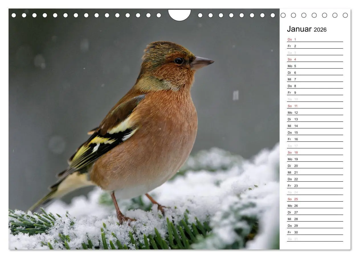 Bild: 9783516007558 | Unsere heimischen Gartenvögel (Wandkalender 2026 DIN A4 quer),...