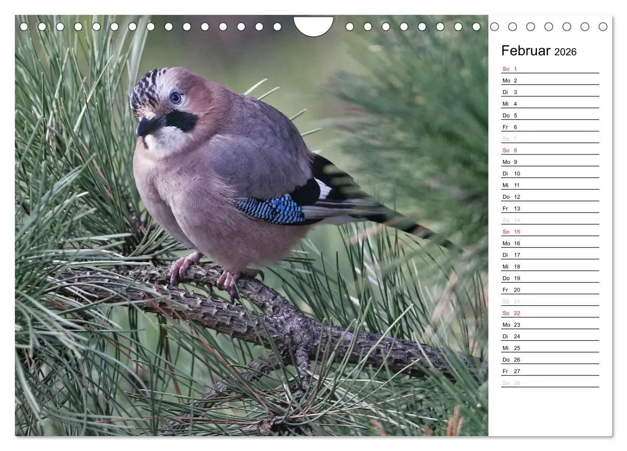 Bild: 9783516007558 | Unsere heimischen Gartenvögel (Wandkalender 2026 DIN A4 quer),...