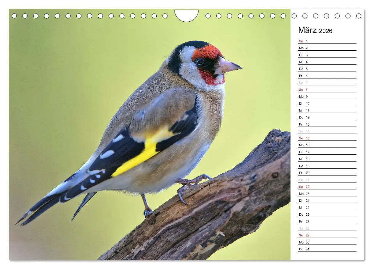 Bild: 9783516007558 | Unsere heimischen Gartenvögel (Wandkalender 2026 DIN A4 quer),...