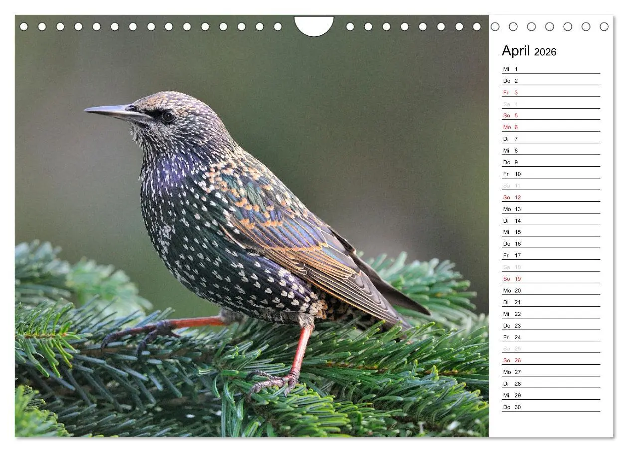 Bild: 9783516007558 | Unsere heimischen Gartenvögel (Wandkalender 2026 DIN A4 quer),...