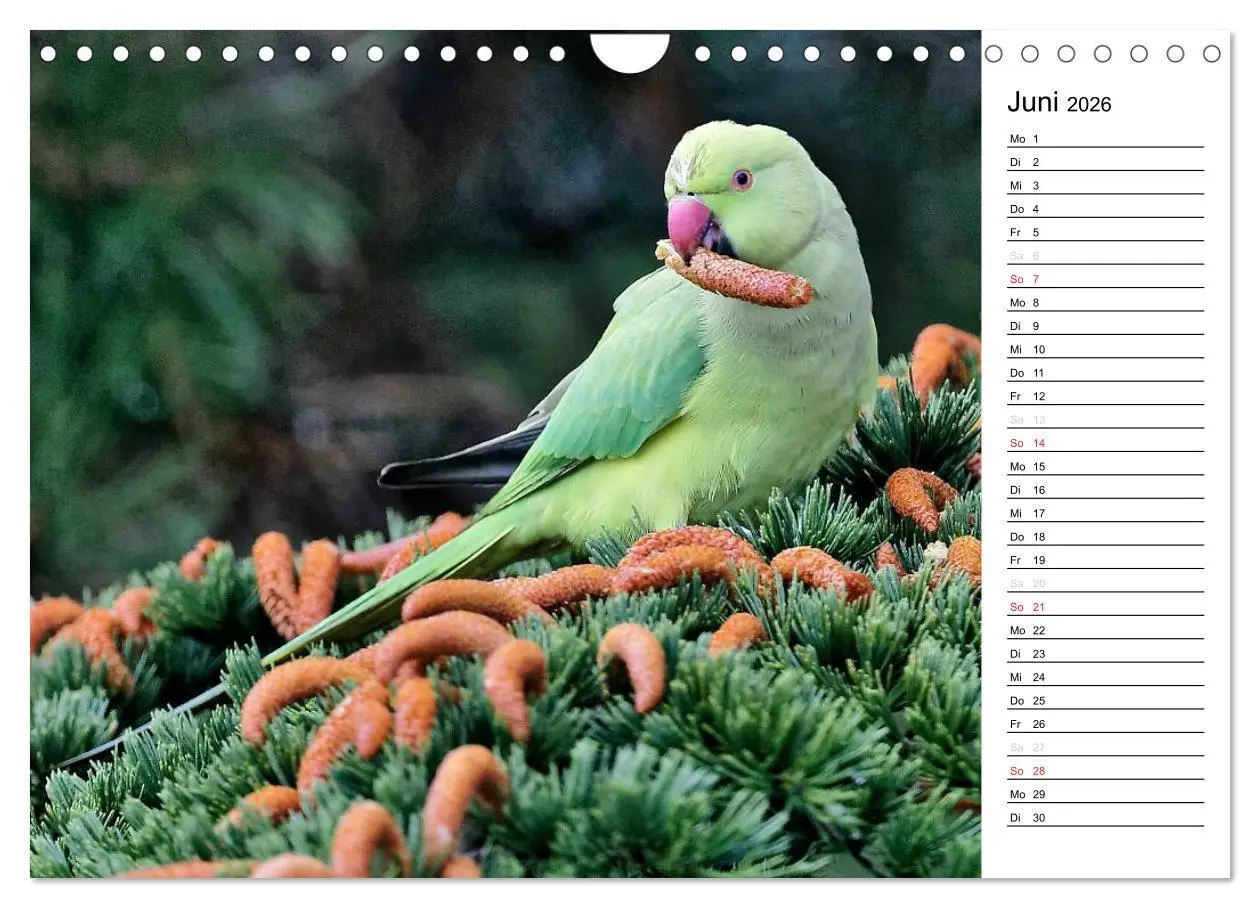 Bild: 9783516007558 | Unsere heimischen Gartenvögel (Wandkalender 2026 DIN A4 quer),...
