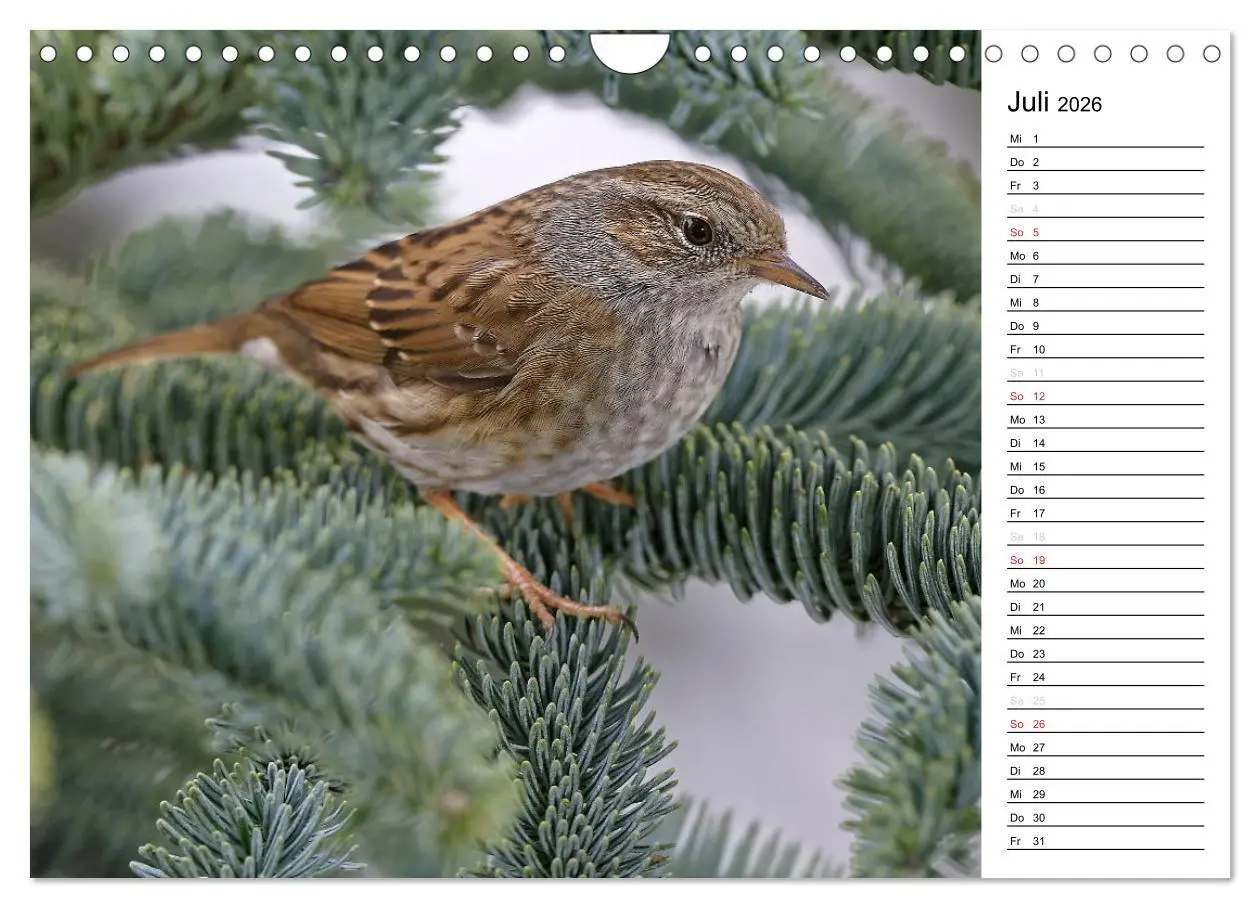 Bild: 9783516007558 | Unsere heimischen Gartenvögel (Wandkalender 2026 DIN A4 quer),...