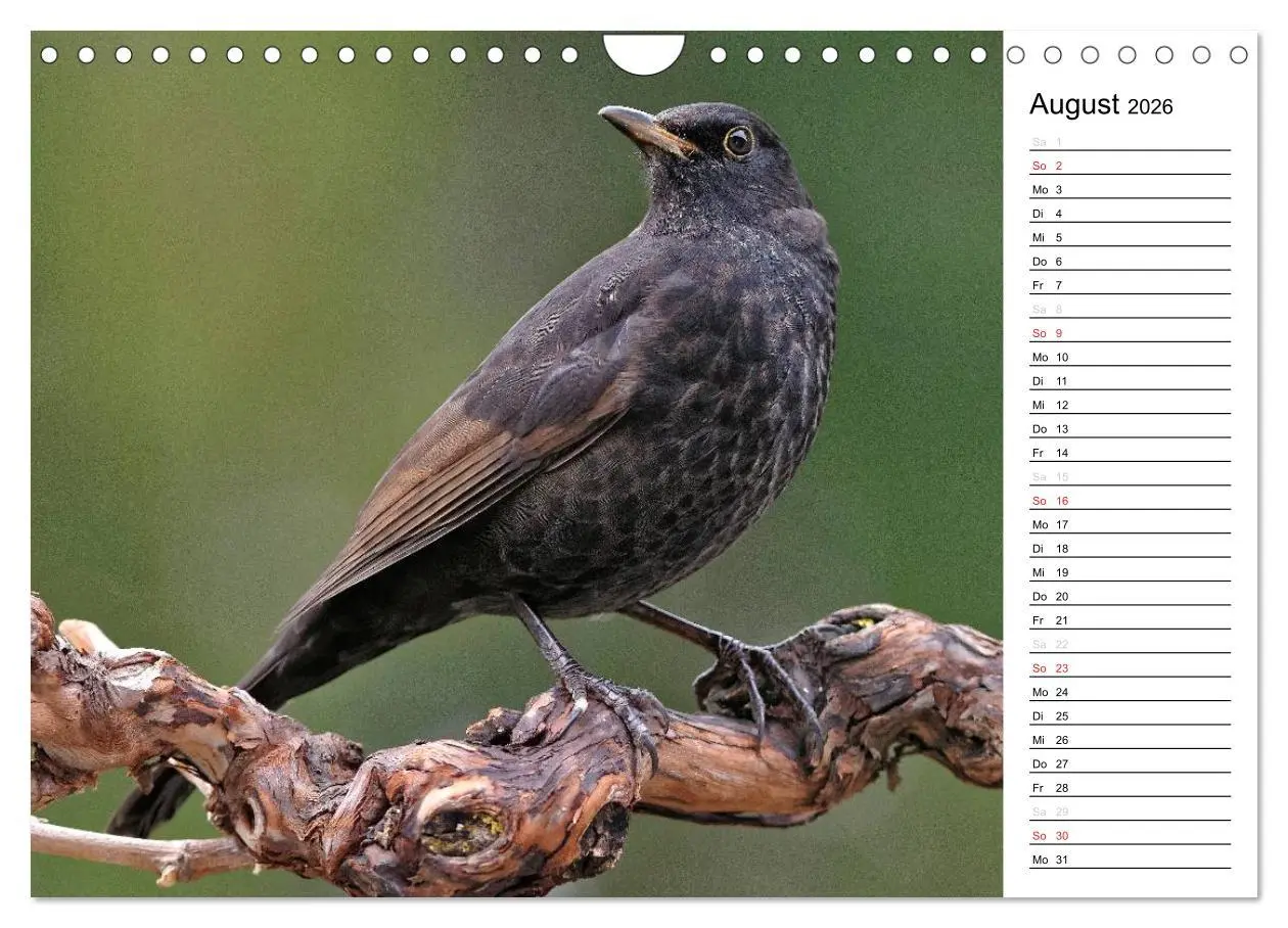 Bild: 9783516007558 | Unsere heimischen Gartenvögel (Wandkalender 2026 DIN A4 quer),...
