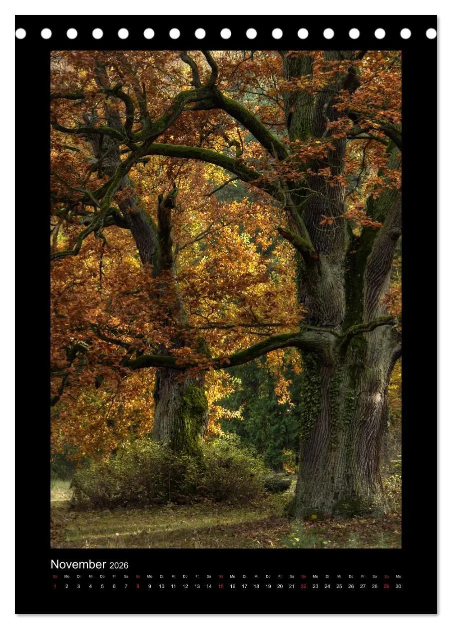 Bild: 9783516487558 | Mythos Baum / 2026 (Tischkalender 2026 DIN A5 hoch), CALVENDO...