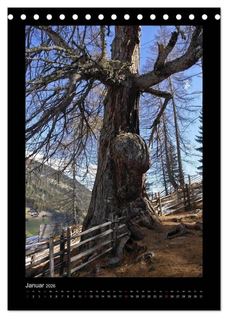Bild: 9783516487558 | Mythos Baum / 2026 (Tischkalender 2026 DIN A5 hoch), CALVENDO...