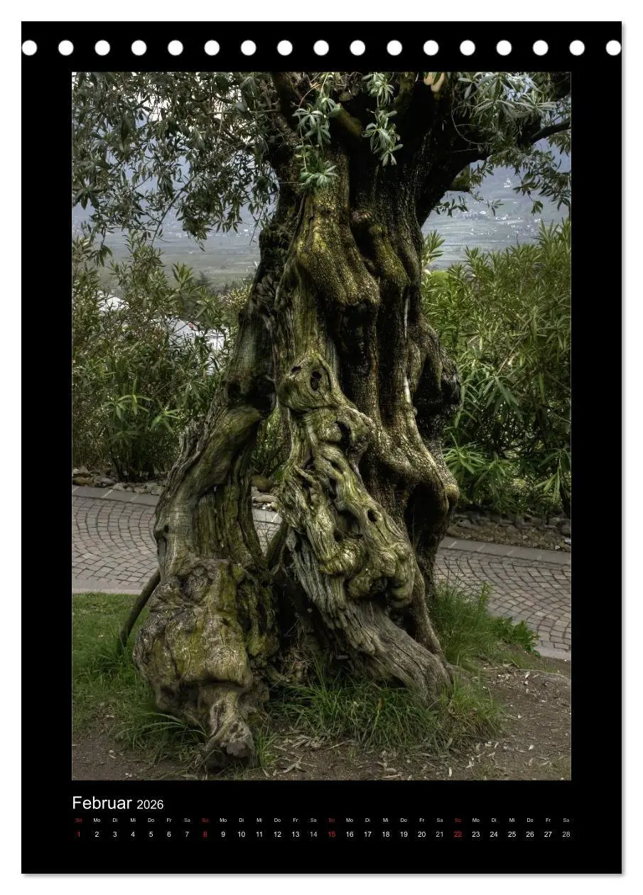 Bild: 9783516487558 | Mythos Baum / 2026 (Tischkalender 2026 DIN A5 hoch), CALVENDO...