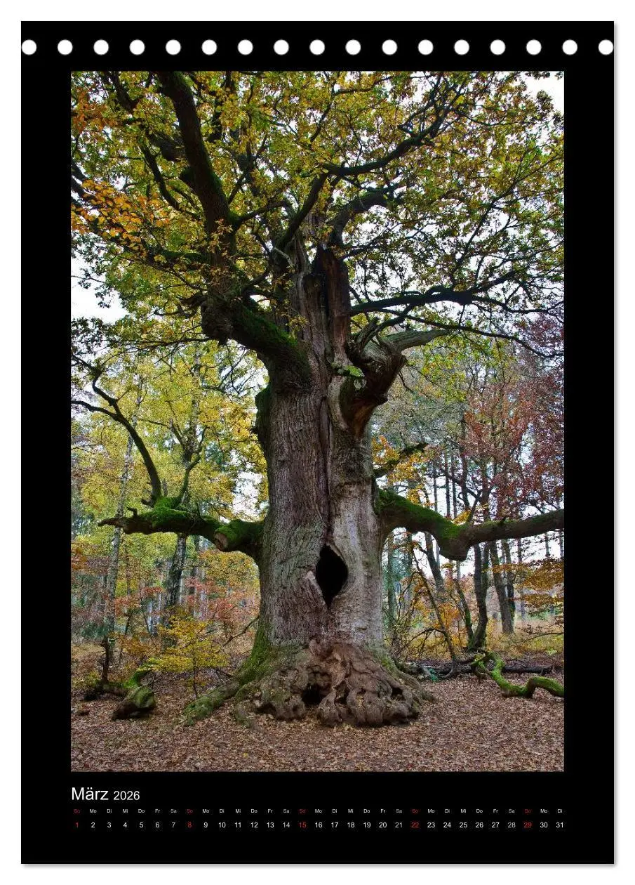 Bild: 9783516487558 | Mythos Baum / 2026 (Tischkalender 2026 DIN A5 hoch), CALVENDO...
