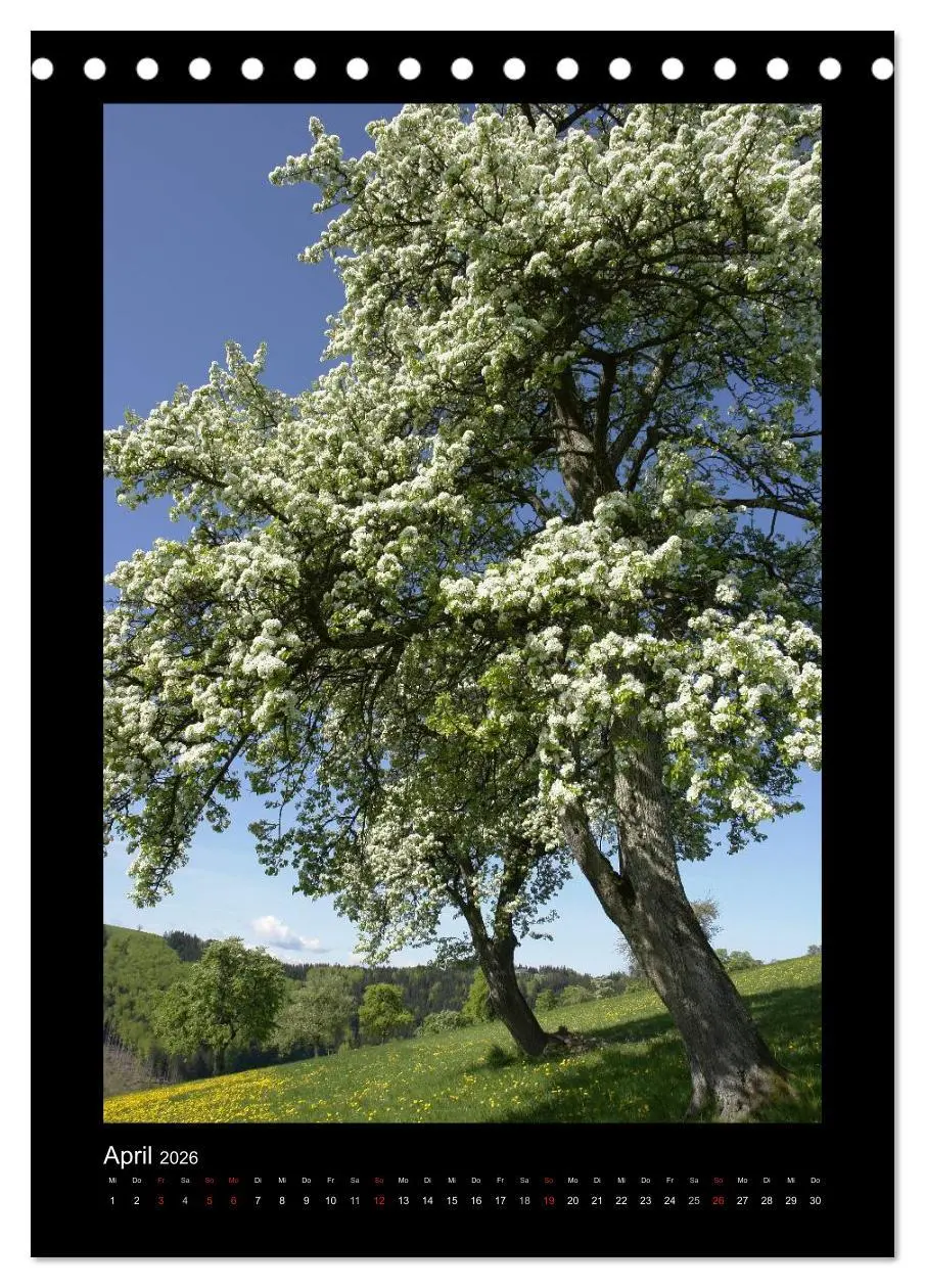 Bild: 9783516487558 | Mythos Baum / 2026 (Tischkalender 2026 DIN A5 hoch), CALVENDO...