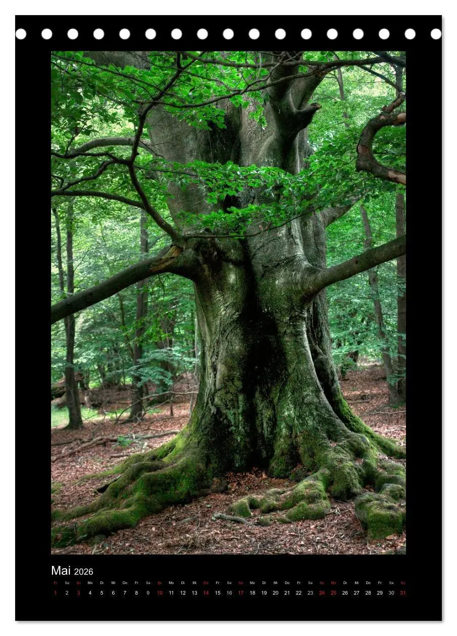 Bild: 9783516487558 | Mythos Baum / 2026 (Tischkalender 2026 DIN A5 hoch), CALVENDO...