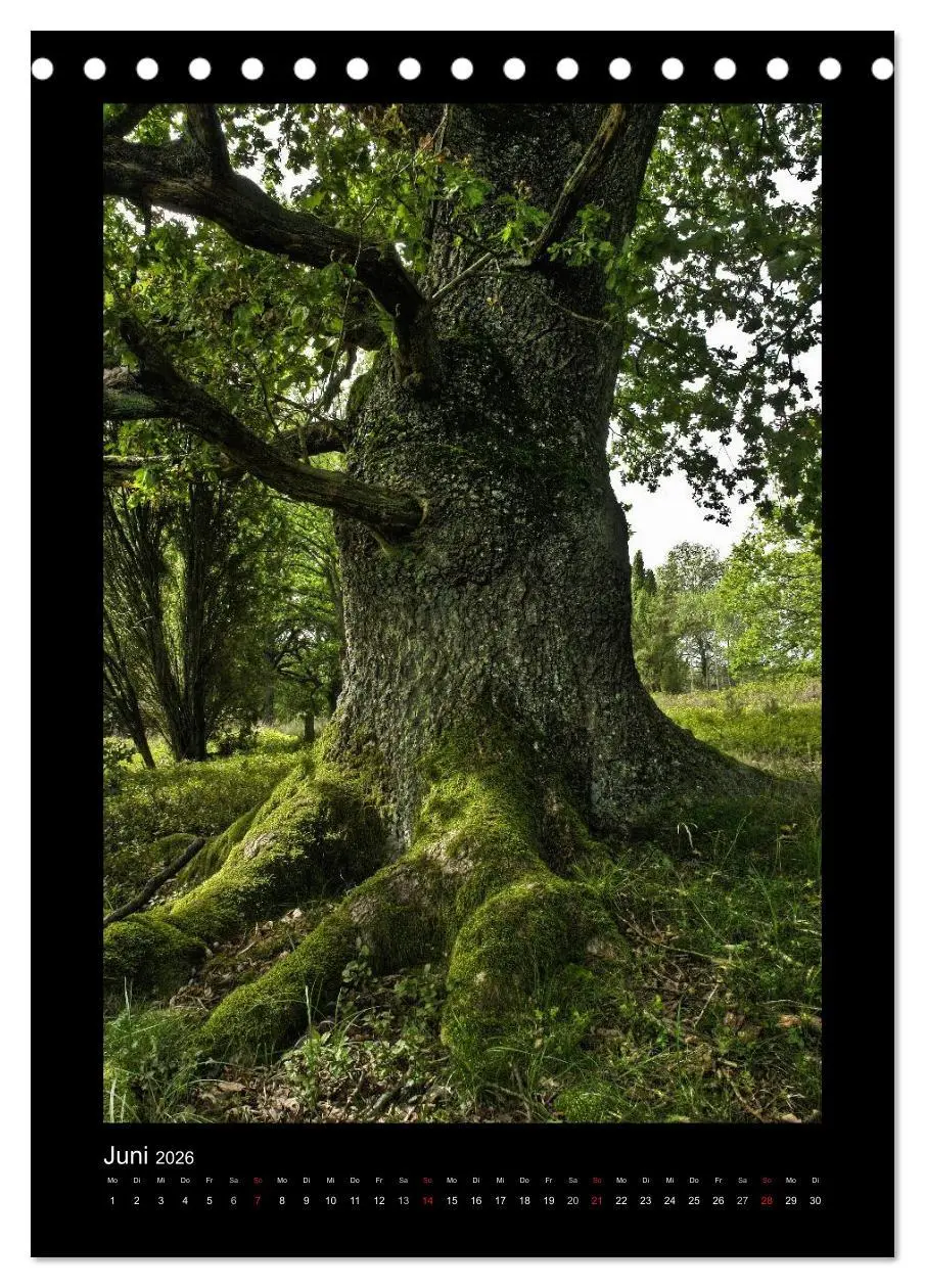 Bild: 9783516487558 | Mythos Baum / 2026 (Tischkalender 2026 DIN A5 hoch), CALVENDO...