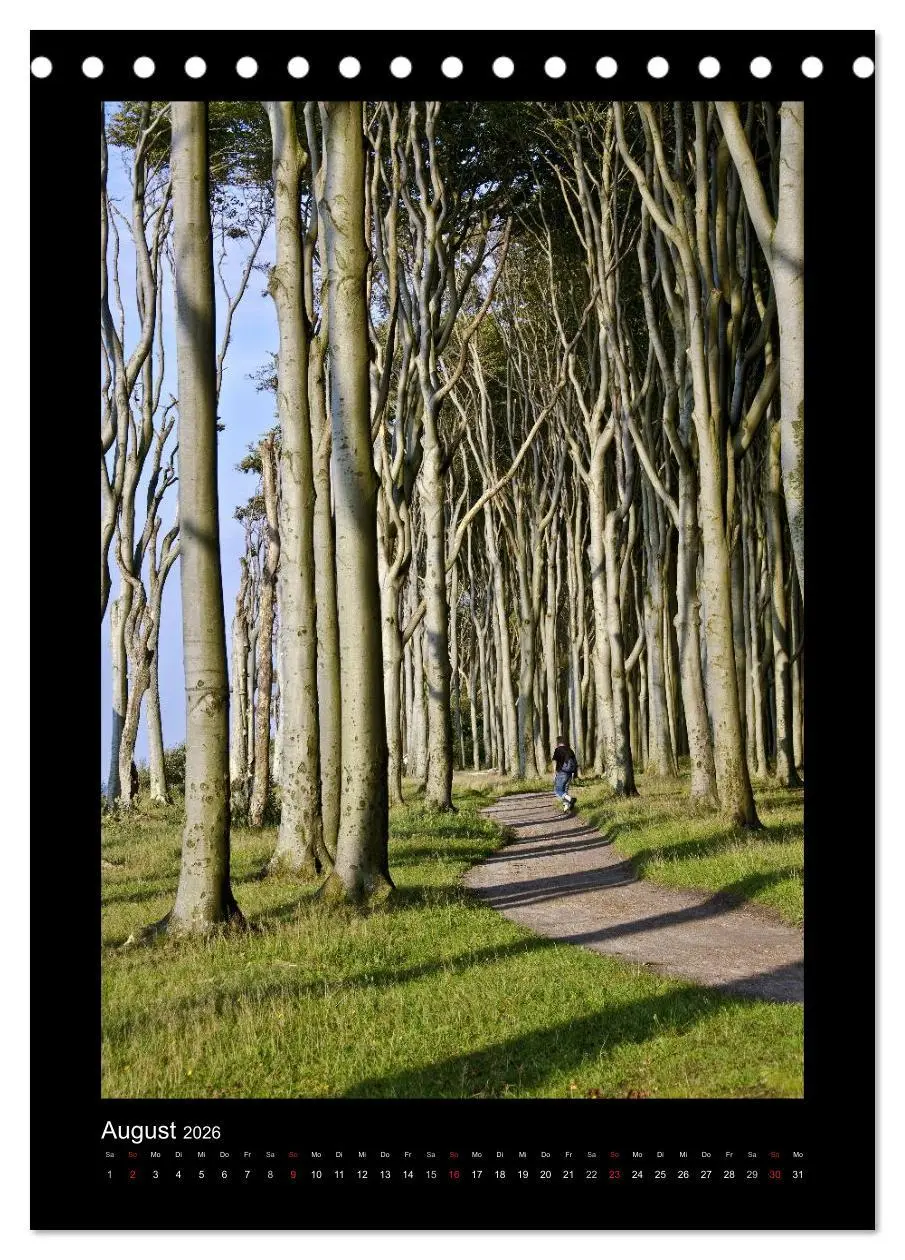 Bild: 9783516487558 | Mythos Baum / 2026 (Tischkalender 2026 DIN A5 hoch), CALVENDO...