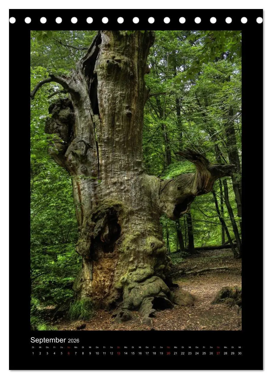 Bild: 9783516487558 | Mythos Baum / 2026 (Tischkalender 2026 DIN A5 hoch), CALVENDO...