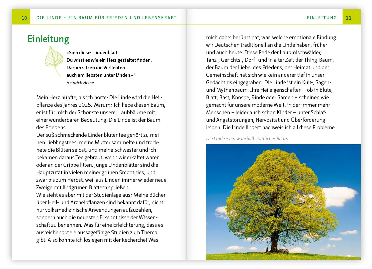 Bild: 9783863747558 | Die Linde - Baum der Heilung und Harmonie | Barbara Simonsohn | Buch