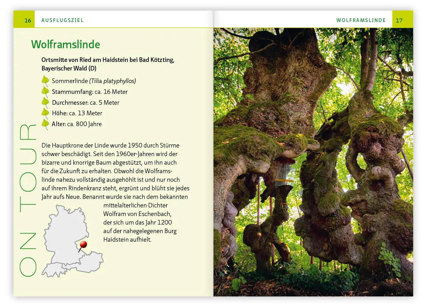 Bild: 9783863747558 | Die Linde - Baum der Heilung und Harmonie | Barbara Simonsohn | Buch